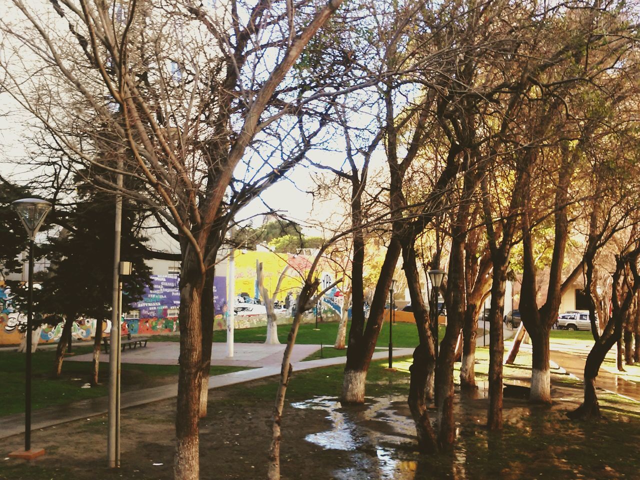 tree, tree trunk, branch, street, park - man made space, bare tree, nature, growth, treelined, road, footpath, transportation, bench, incidental people, shadow, sky, tranquility, car, sunlight, built structure