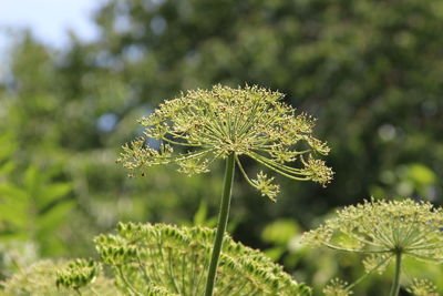 Close-up of thistle