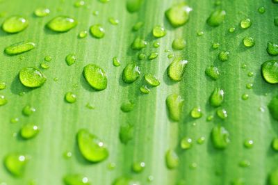 Close-up of raindrops on green leaf