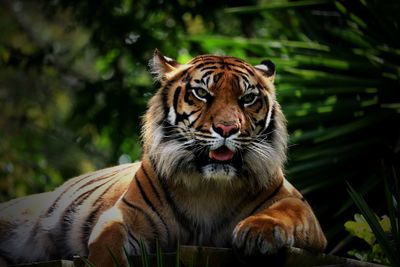 Portrait of tiger in zoo