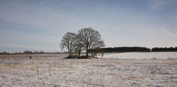 Bare tree on field against sky during winter