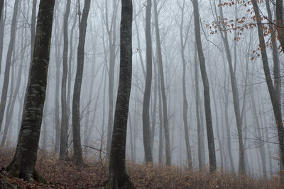 Bare trees in forest