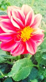 Close-up of pink flower