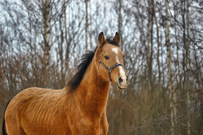 Horse in a forest