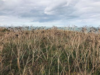 Scenic view of field against sky