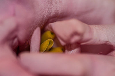 close-up