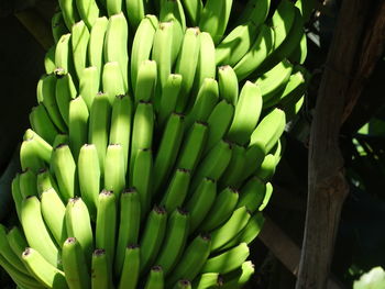 Close-up of banana plant