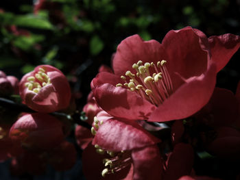 Close-up of pink flowering plant