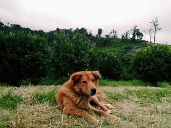 Close-up of dog lying on grass by trees against clear sky