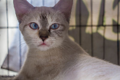 Close-up portrait of a cat at home