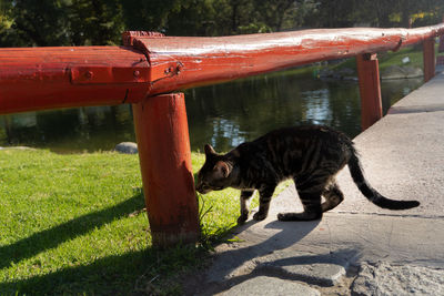 Cat standing in a park