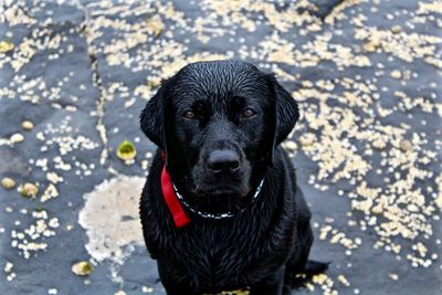 Portrait of black dog sitting outdoors