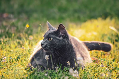 Cat looking away on field