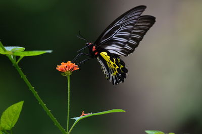 Close-up of butterfly pollinating on flower