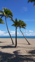 Palm trees on beach against blue sky