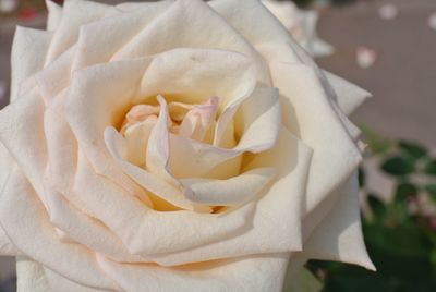 Close-up of white rose