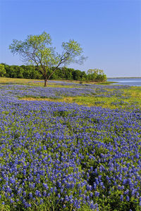 Purple flowering plants on field against blue sky