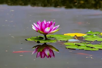 Pink water lily in lake