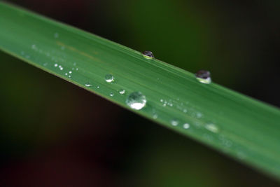 Close up of dew drops on grass blade