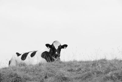 Horses on grassy field