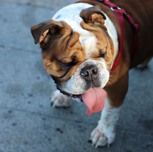 High angle view of english bulldog on footpath