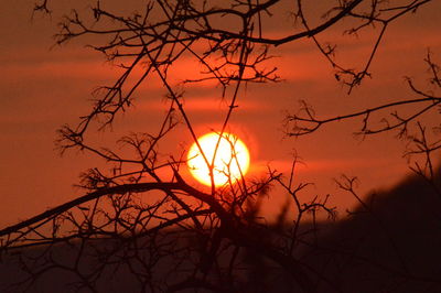 Silhouette of bare trees at sunset