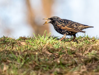 Close-up of a bird perching on a field