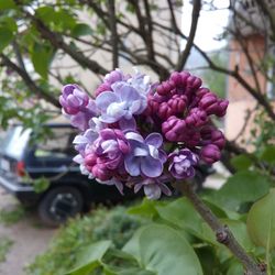 Close-up of pink flowers on tree