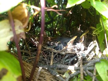 View of birds in nest