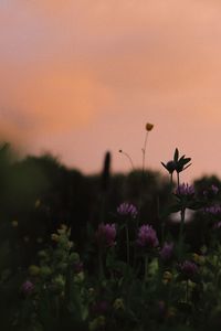 Close-up of purple flowering plants on field against sky during sunset