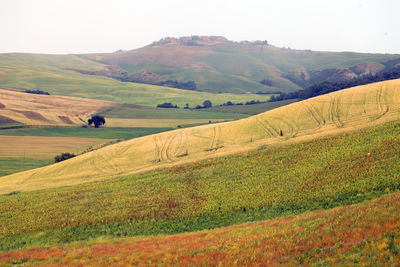 Scenic view of agricultural field against sky