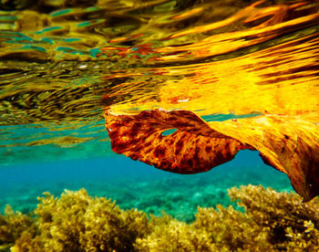 Jellyfish swimming in sea