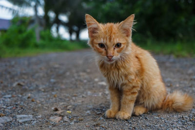 Portrait of ginger cat
