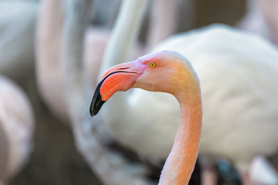 Close-up of a bird