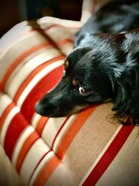 Close-up of dog looking away