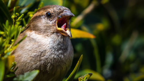 Close-up of a bird