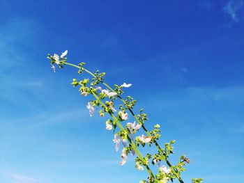 Low angle view of flowering plant against blue sky