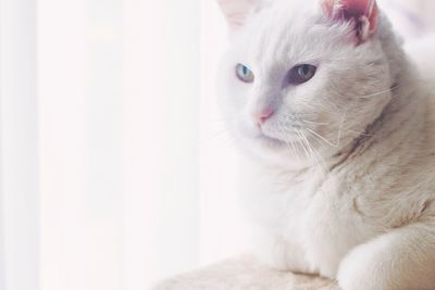 Close-up of cat