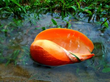 High angle view of orange slice in water