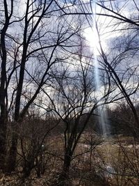 Bare trees in forest against sky