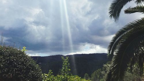 Low angle view of trees against sky