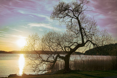 Bare tree by lake against sky during sunset
