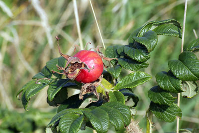 Close-up of red berries growing on tree