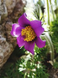 Close-up of purple flower