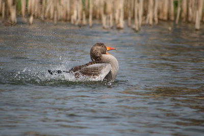 Grelag goose swimming in lake