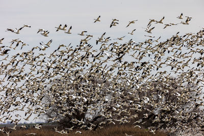 large group of animals