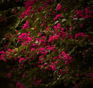 Red flowers in bloom