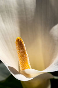 Close-up of red flower