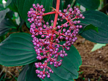 Close-up of red flowering plant