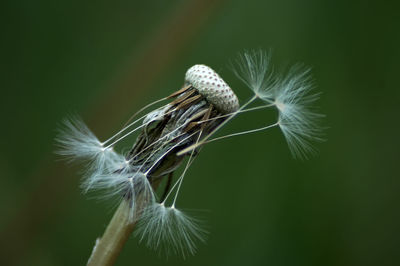 Close-up of dandelion on plant